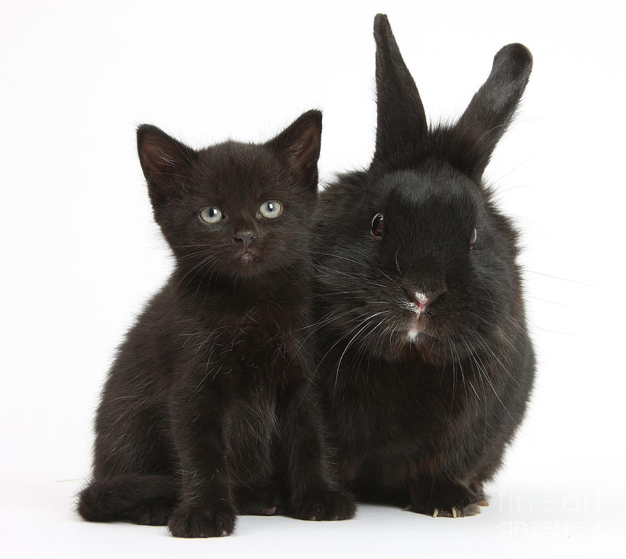 1-black-kitten-and-black-rabbit-mark-taylor